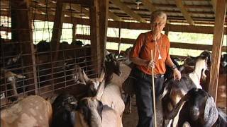 Evin J. Evans and her Goats