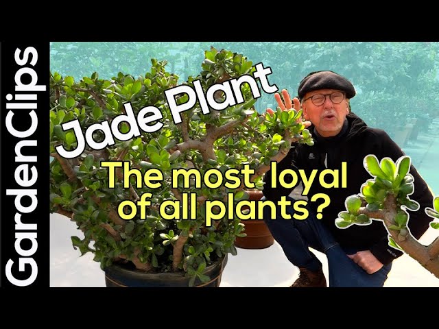 artificial zz plants 20
