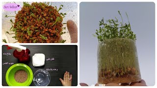 أعمال يدوية | نشاط زراعة للأطفال في المنزل (زراعة العدس) - DIY | home planting activity for kids