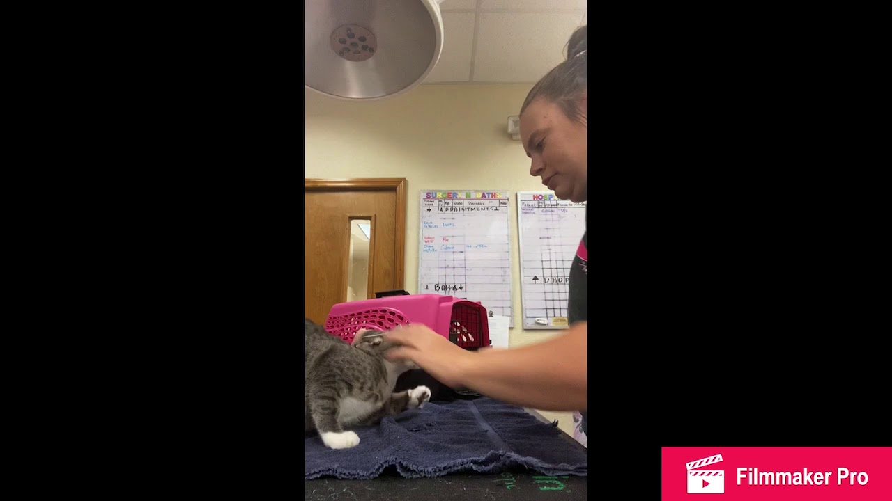 Hand Pilling a Cat - YouTube