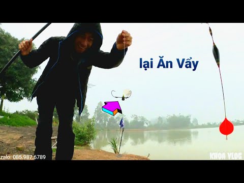 Câu Lục | Câu Cá Trắm Đen ở Hồ Câu Kim Chung Toàn Ăn Vẩy tí Móm