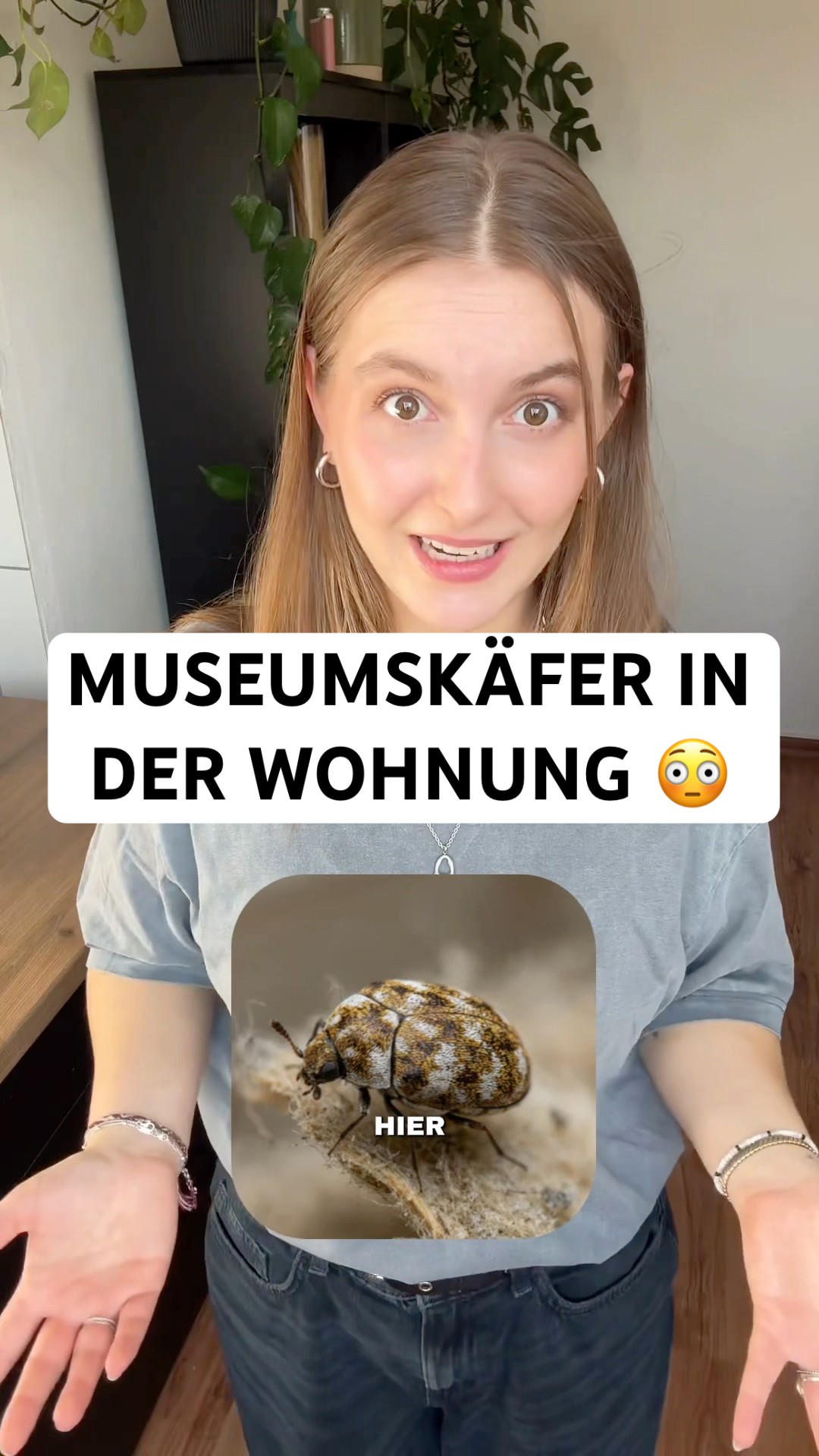 Museumskäfer erkennen & loswerden: So schützt du Kleidung, Textilien und Naturmaterialien!