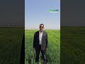 مراحل کاشت جو از زبان کشاورز با 44سال تجربه رویش سبز مراحل کاشت جو از زبان کشاورز با 44سال تجربه رویش سبز