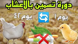 تربية الفراخ البيضاء بالاعشاب من اول يوم لاخر يوم || اورجنك بدون اي ادوية بيطرية 👌💯