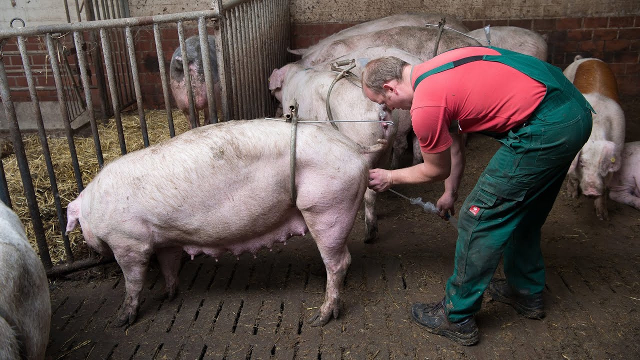 Million Of Pigs Insemination & Farming Technology - Inside Pork Deboning & Parma Ham Factory