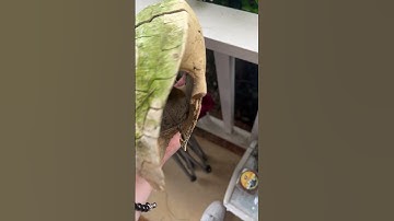 Old turtle shell I found#viral #funny #animals #turtle #baby #reptiles #fyp #shorts #short #viral