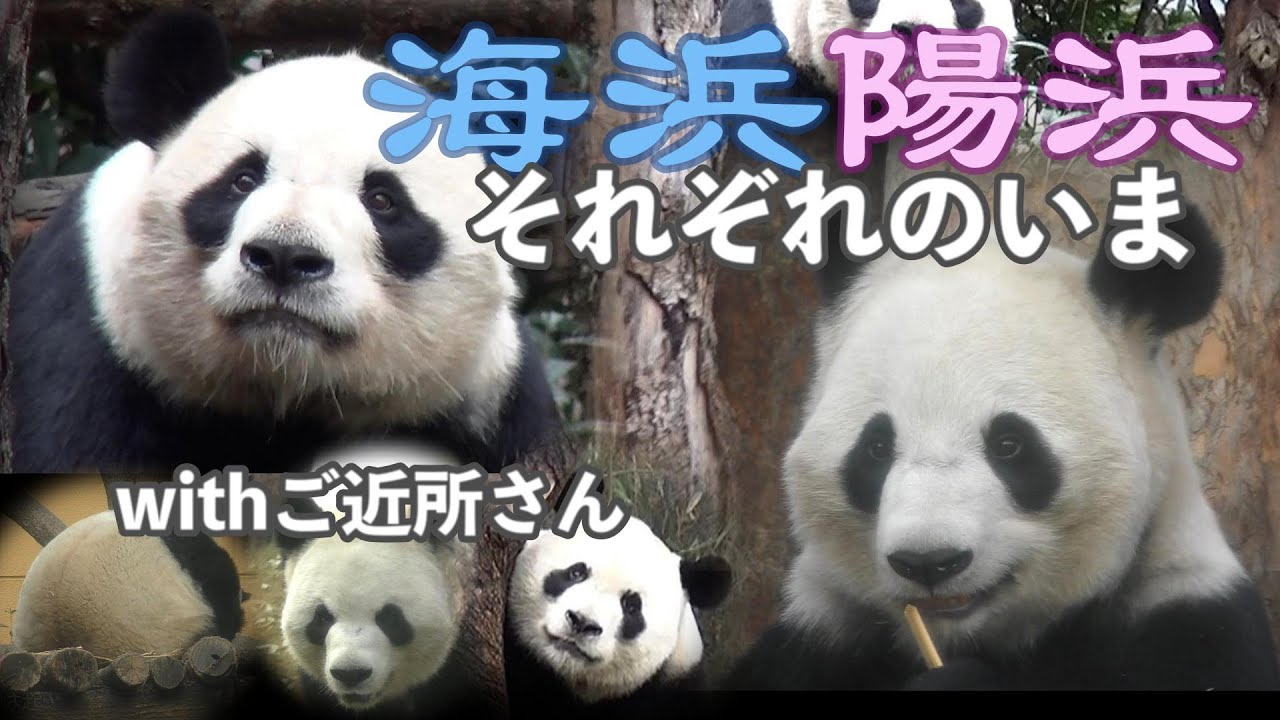 【数年ぶりの再会✨】中国で海浜と陽浜に会って来た💕withお隣パンダさん【ふたご兄妹パンダ】四川省〜貴州省🚄成都動物園・黔霊山公園／加盼盼・囡囡・星宝
