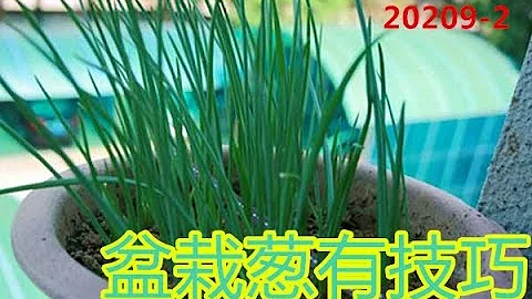 盆栽葱有技巧 - 天天要闻