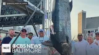52nd annual White Marlin Open kicks off with massive 929.5-pound blue marlin caught