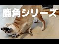 鹿角シリーズ　Shibainu Musashi