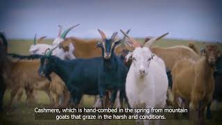 Mongolian Cashmere goat - part 2