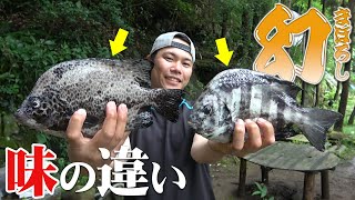 幻の高級魚イシダイとイシガキダイの食べ比べ 味の違いを検証しました Youtube 幻の高級魚イシダイとイシガキダイの食べ比べ 味の違いを検証しました Youtube