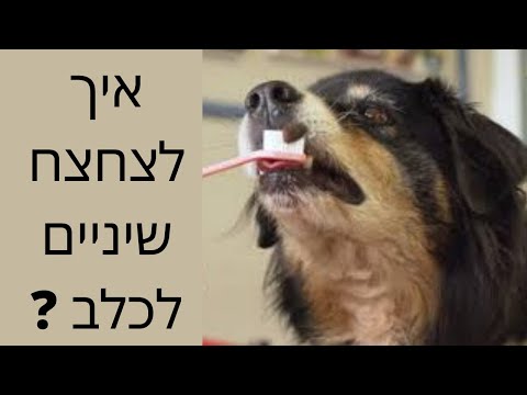 וִידֵאוֹ: איך מצחצחים סוס