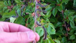 Eastern Tent Caterpillars Eastern Tent Caterpillars Growing Kentucky May 2009