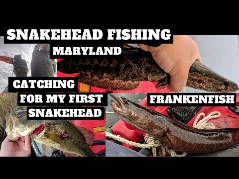 Snakehead Fishing In Maryland Catching Frankenfish 