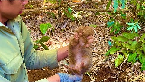 ĐẶC SẢN NÚI RỪNG • Cuộc sống rừng xanh 