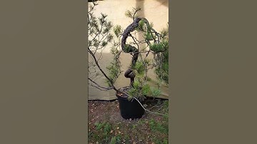 These black pines are so brittle!! #bonsai #bonsaipruning #bonsaicare