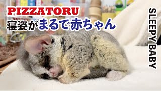 寝姿がまるで赤ちゃん SLEEPY BABY - Bushbaby the Pizzatoru / ショウガラゴのピザトル