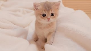 This cute kitten comes to bed to wake you up because he thinks his owner has forgotten to eat...
