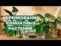 50 черенков в Одном Видео » Черенкую Комнатные Растения