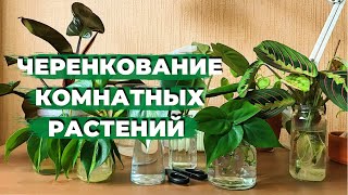 50 черенков в Одном Видео » Черенкую Комнатные Растения