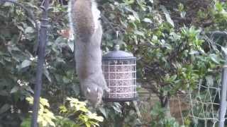 First test for the new "squirrel-proof" peanut bird feeder.