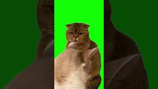 Cat Staring Meme Green Screen