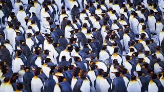 Surviving the -20°C: The Brutal Life of Emperor Penguins Content