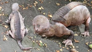 10 Creepiest Animals That Did Not Agree With Genetics!