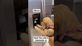 This  Funny golden Retriever , for some reason, really wants some ice!😂 #shorts