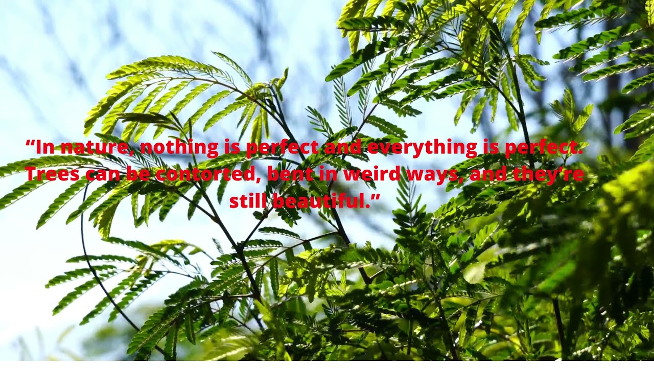 Relax with nature 4 Meditate  In nature, nothing is perfect and everything is perfect