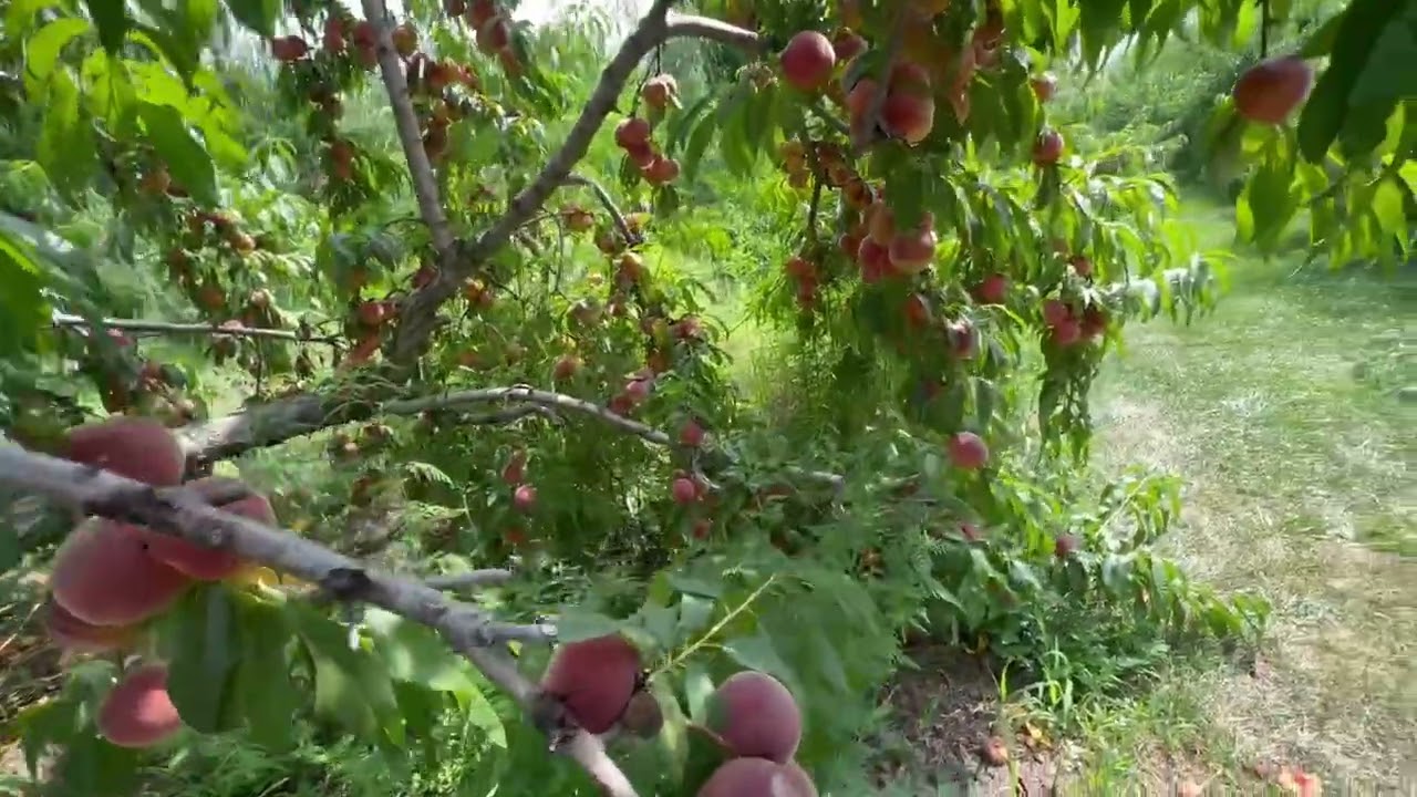 recojiendo melocotones en calverton new york 