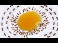 Ants eat Candy Syrup 🍹 20 hours Timelapse