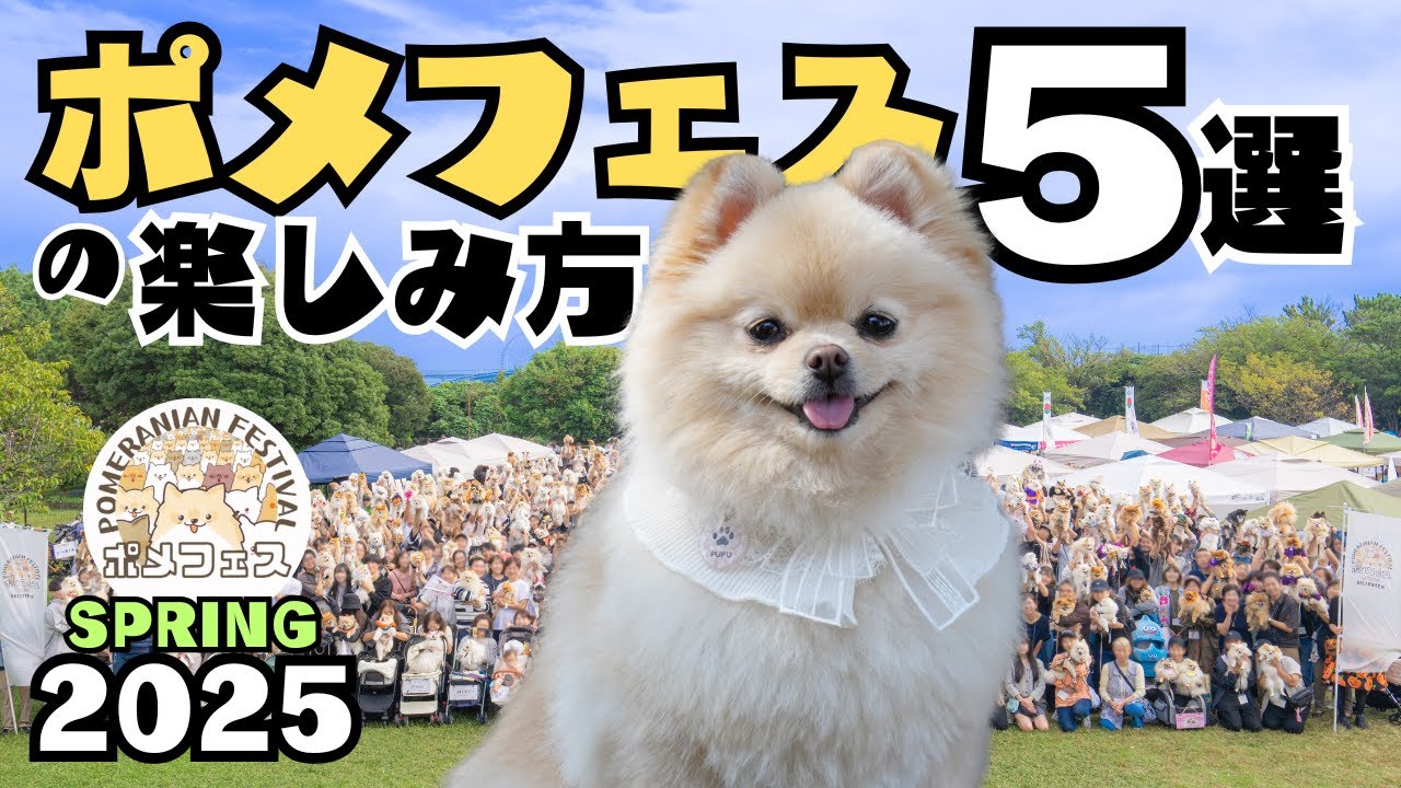 ポメフェスの楽しみ方 ５選