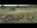 WILDwatch Live | 03 April, 2020 | Afternoon Safari | Ngala Private Game Reserve