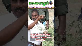 தென்னை நடவு பண்றப்போ என்ன உரம் போடணும் தெரியுமா❗Do you know what fertilizer to apply planting trees?