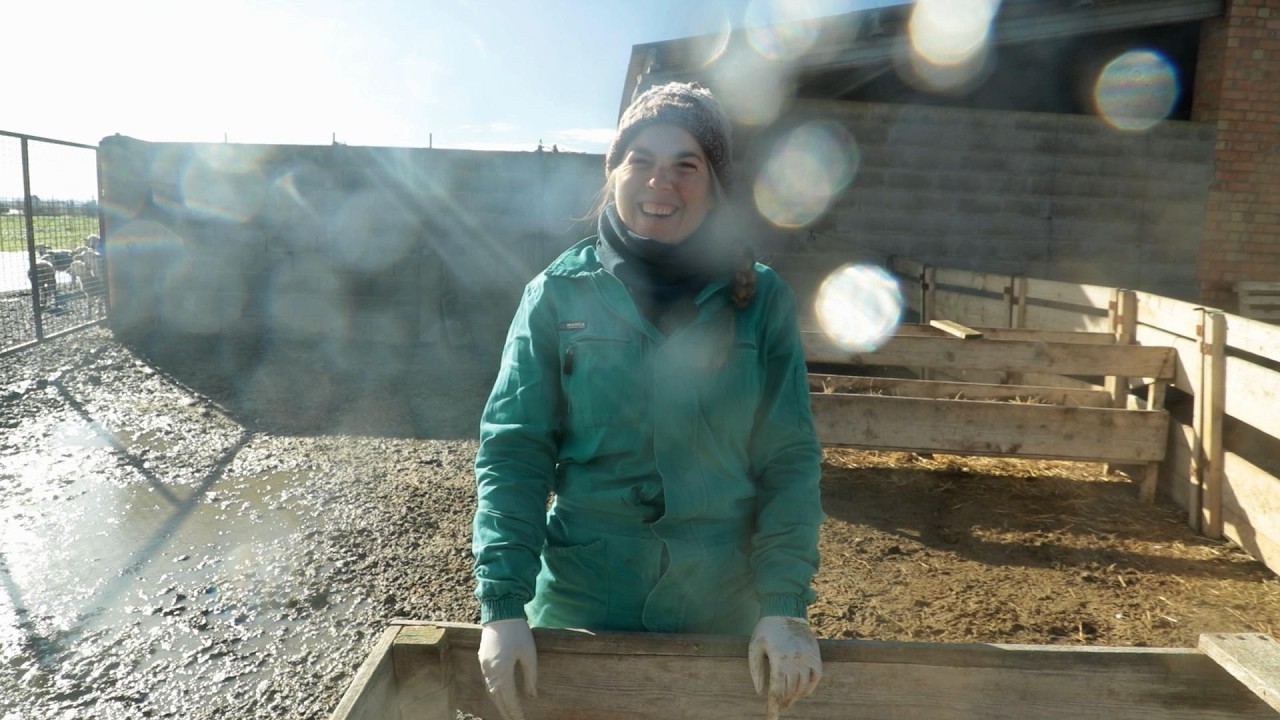 A la caza de las ovejas fugitivas