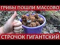 СТРОЧКИ ГИГАНТСКИЕ ПОШЛИ МАССОВО В ПОДМОСКОВЬЕ 29 АПРЕЛЯ 2020. #Грибы#Строчки