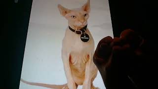 Horacio the handsnake - Mr. Bigglesworth (the cat)