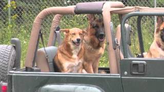 Beard Petting, Smart Dogs and Audrey Hepburn