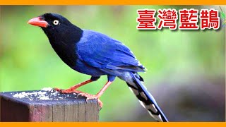 國寶級鳥類「台灣藍鵲」面臨的外來種危機台灣人公認的「國鳥」其實性情超暴躁Taiwan Blue Magpie【台灣鳥傳奇】