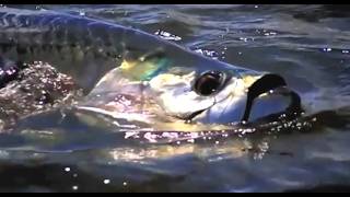 Monster Tarpon Fishing In The Florida Keys With My Dog Epic Silver King Chase