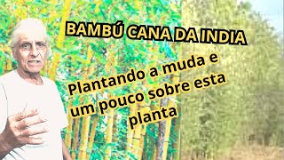 Bambu Cana da India conheca a muda e mais sobre essa planta