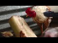 Producing native chicken for Market