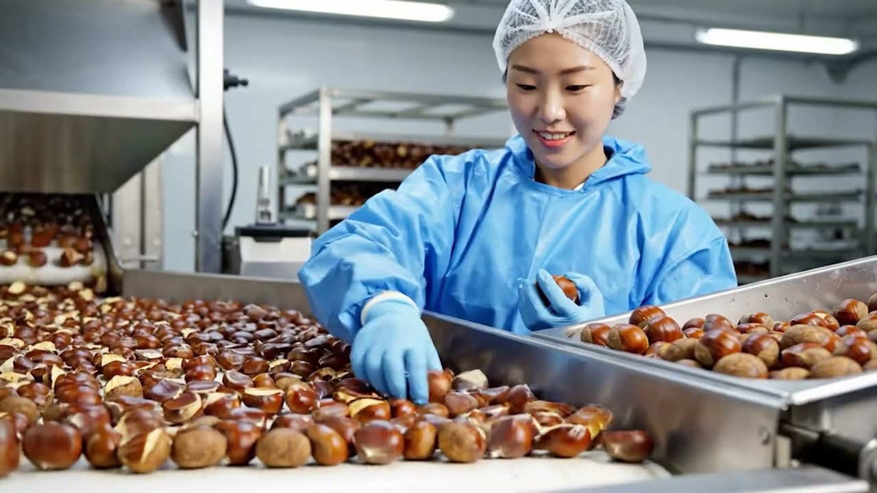 Inside the Factory: Inside a Chestnut Factory Process (Full Process ...