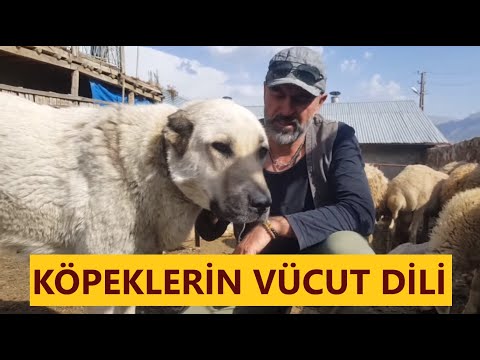 Video: Hizmet Köpeği Nasıl Seçilir