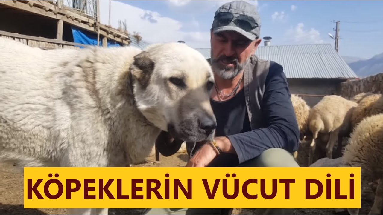 Korkak Ve Cesur Kopek Nasil Anlasilir Vucut Dili Analiz Kangal Kopek Youtube