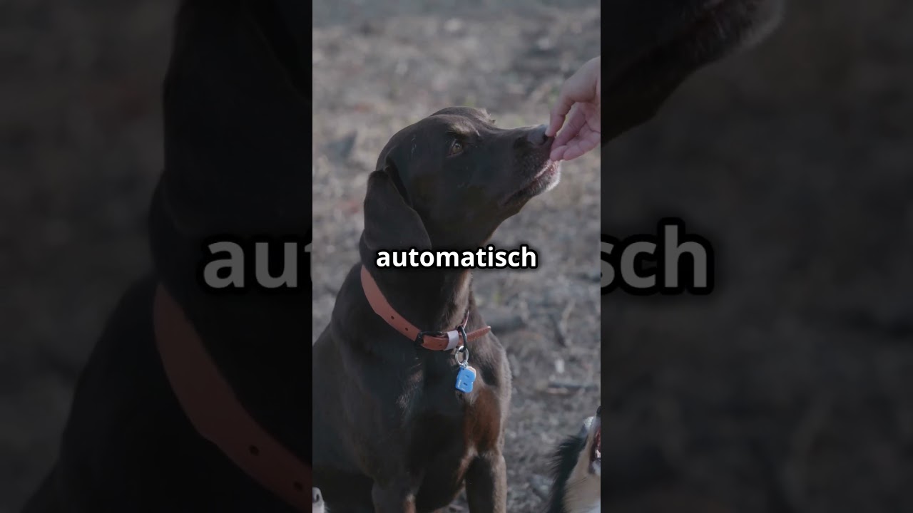 Möchtest du deinem Hund beibringen, sich hinzusetzen? 