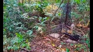 Pikat Burung Murai Batu Gacor Dapat Tiga Ekor Murai Batu Hanya Dua Menit