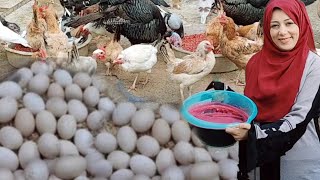 خلطه لزيادة إنتاج البيض خمس اضعاف تجعل الدجاج يبيض كل يوم بلا انقطاع العنقود مش هيخلص وهتشوف النتيجة